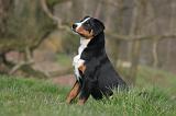 BOUVIER D'APPENZELL 084